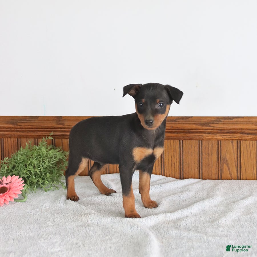 Miniature Pinscher dogs Joy - Ad 1