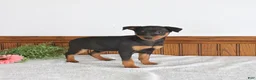 Miniature Pinscher dogs for sale: Joy - Ad 1