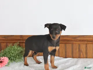 Miniature Pinscher dogs for sale: Joe - Ad 2