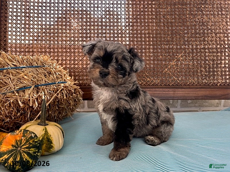Mini Aussiedoodle dogs Duke - Ad 2