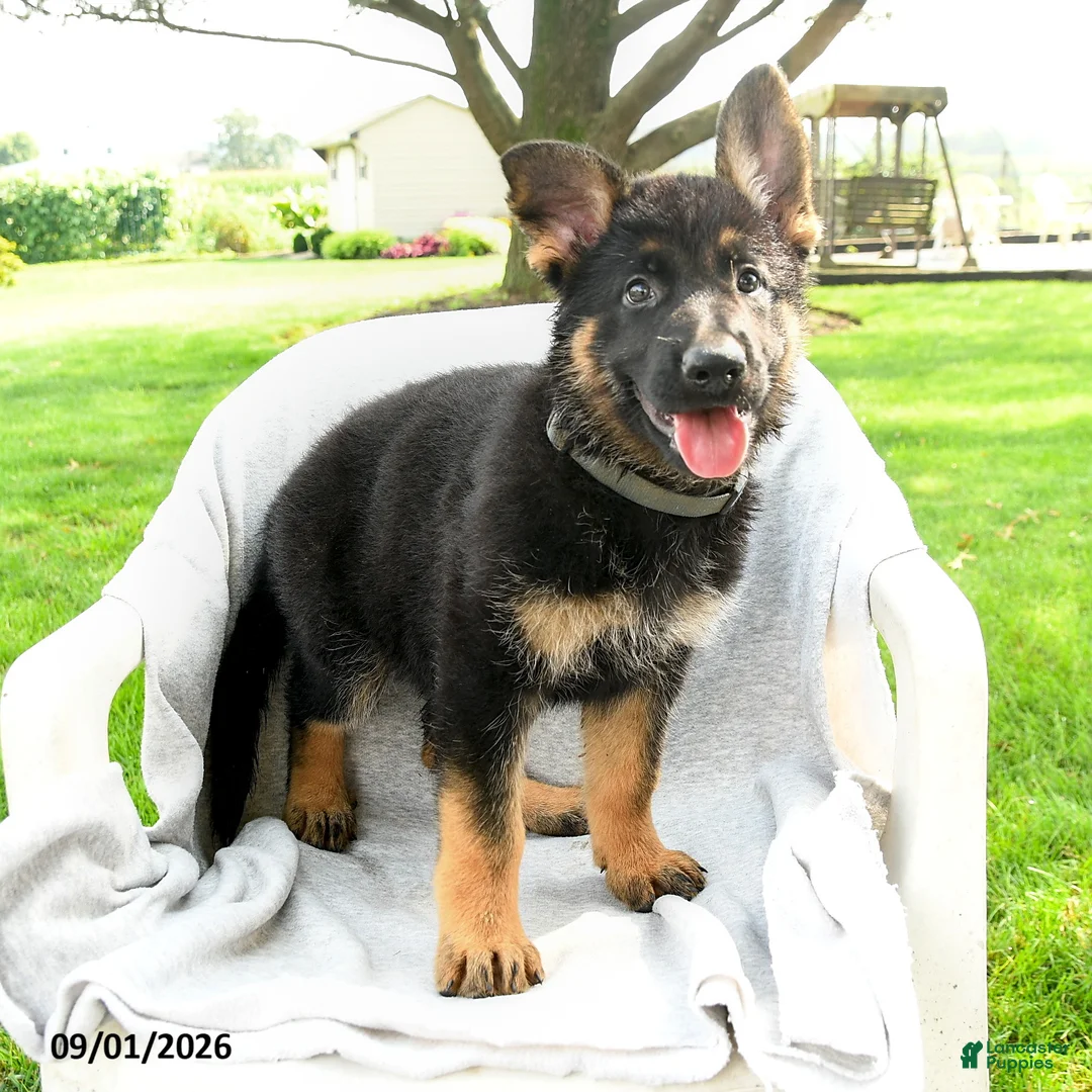 German Shepherd dogs for sale: Daria - Ad 2