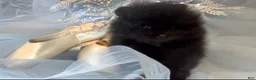 Pomeranian dogs for sale: Pomeranian 2 - Ad 6