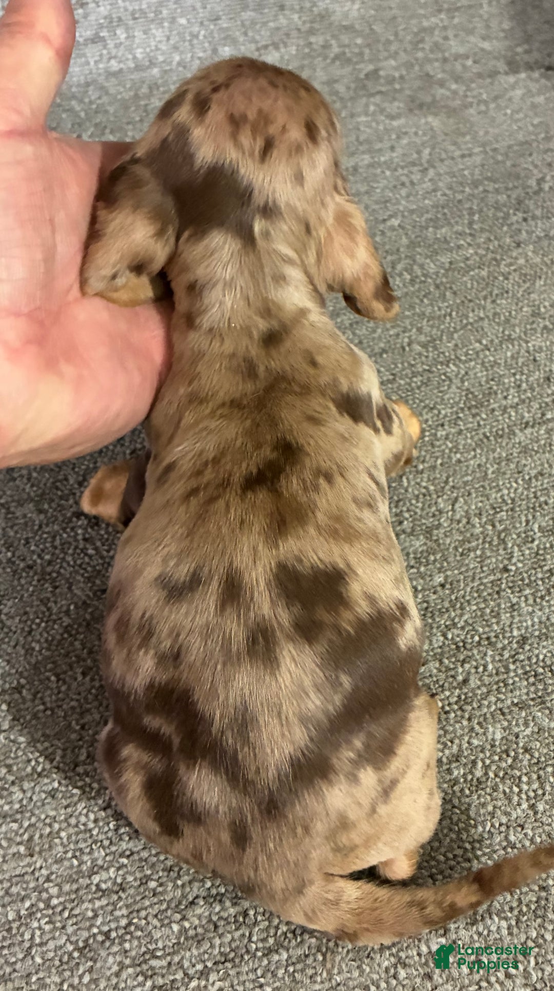 Miniature Dachshund dogs for sale: Tyler  - Ad 2