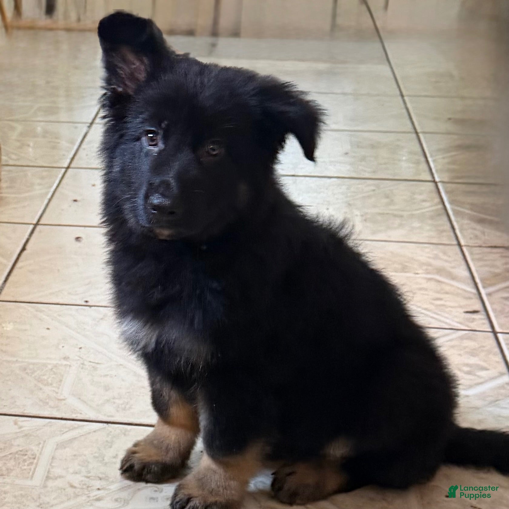 German Shepherd dogs German Shepherd 1 - Ad 1