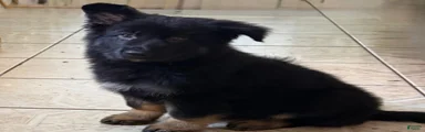 German Shepherd 1