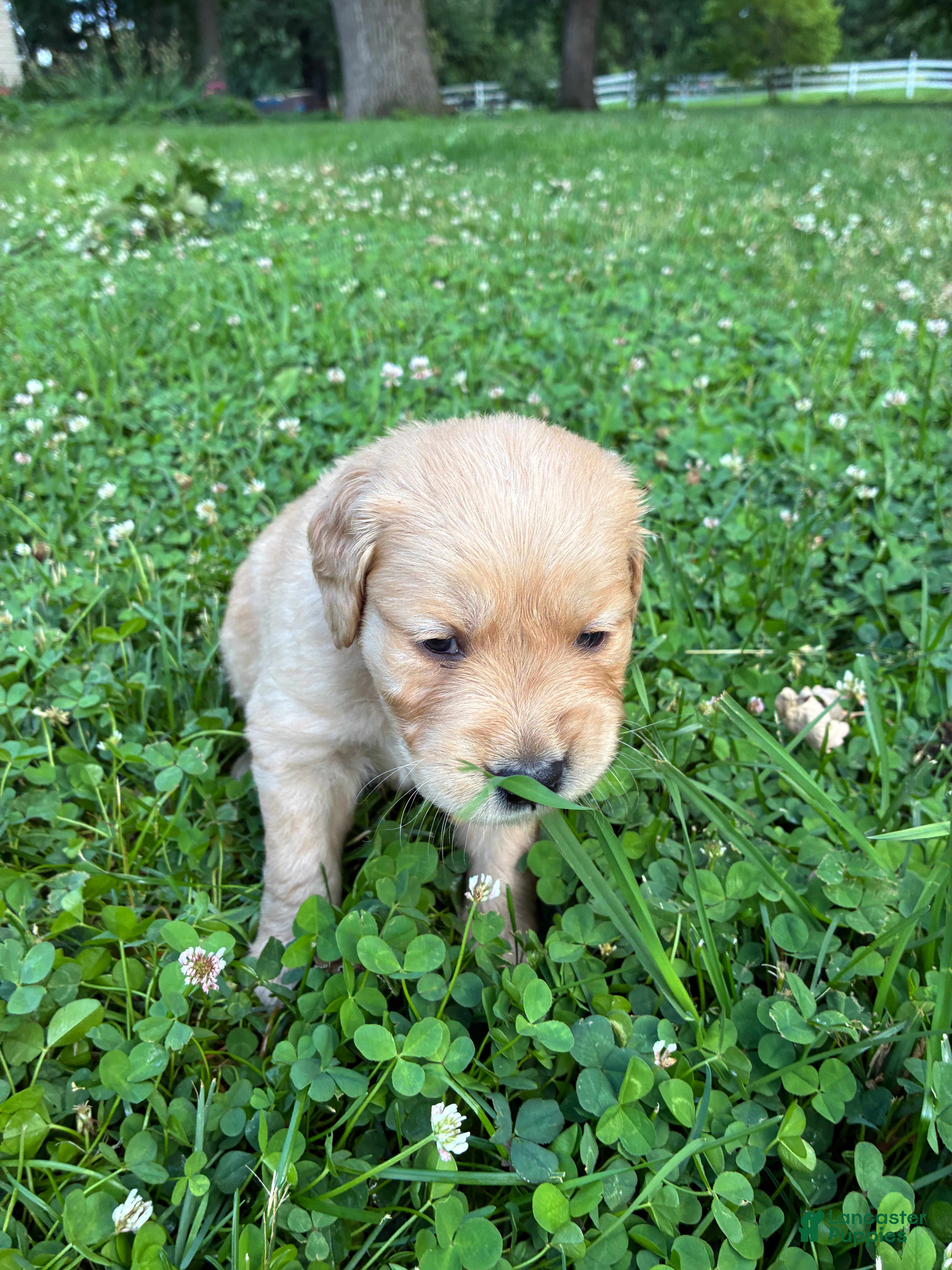 Golden Retriever dogs #11 Payback - Ad 2