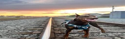 Doberman Pinscher dogs for sale: Doberman Pinscher 1 - Ad 6