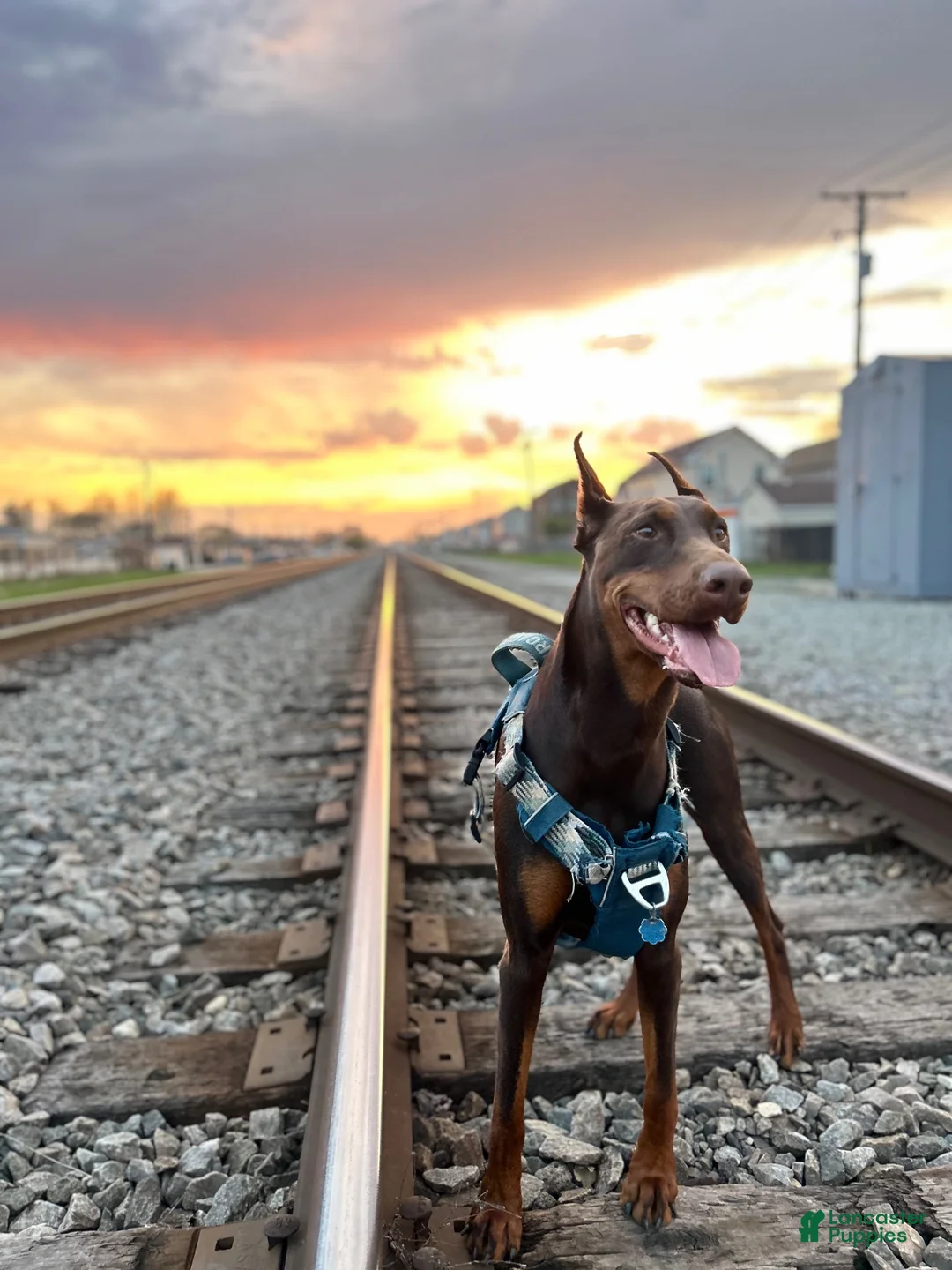 Doberman Pinscher dogs for sale: Doberman Pinscher 1 - Ad 6