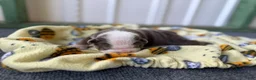 English Bulldog dogs for sale: Loretta, Lilac Tri - Ad 4