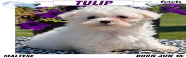 Tulip