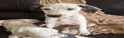 Mixed Breed dogs for sale: Pearl - Ad 6