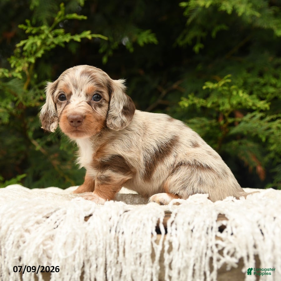 Miniature Dachshund dogs Ivanhoe - Ad 2