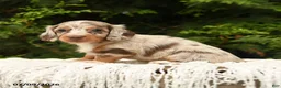Miniature Dachshund dogs for sale: Ivanhoe - Ad 2