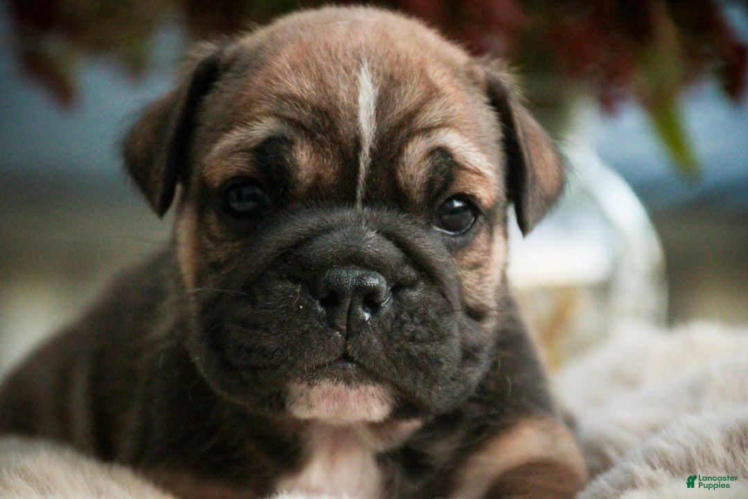 English Bulldog dogs for sale: Winnie English Bulldog  - Ad 2
