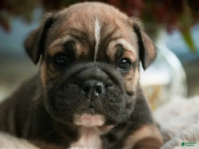 English Bulldog dogs for sale: Winnie English Bulldog - Ad 2