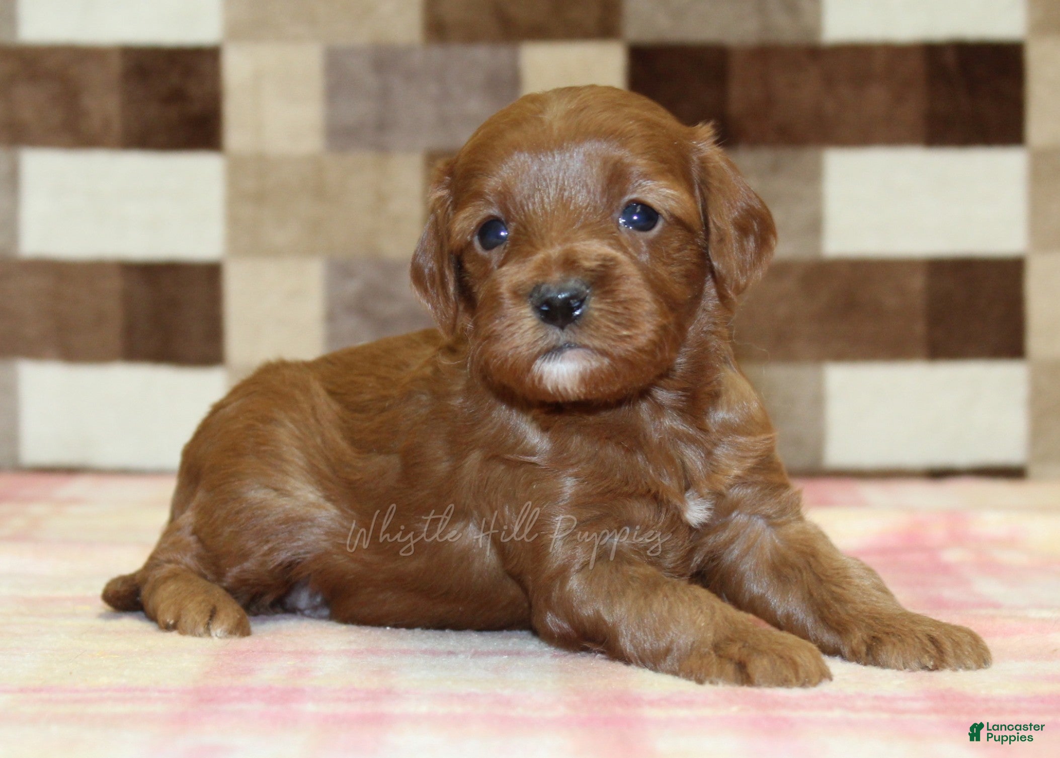 Cavapoo dogs Stella - Ad 1