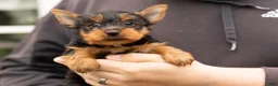 Yorkshire Terrier dogs for sale: Joey  - Ad 2