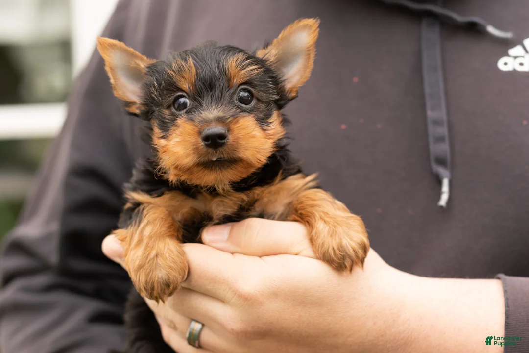 Yorkshire Terrier dogs for sale: Joey  - Ad 2
