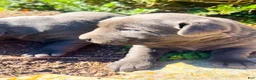 Labrador Retriever dogs for sale: Donut - Ad 2