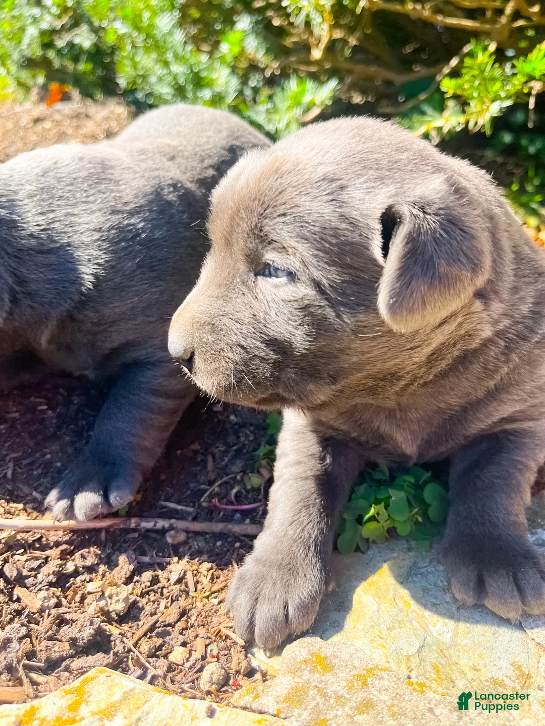 Labrador Retriever dogs for sale: Donut - Ad 2