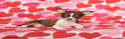 Chihuahua dogs for sale: Pansy - Ad 3