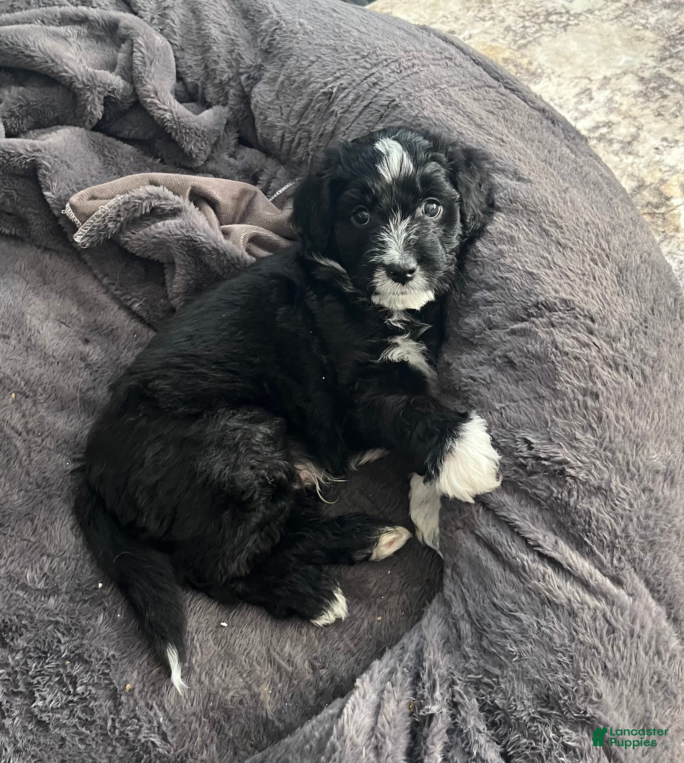 Aussiedoodle dogs BO - Ad 19