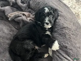 Aussiedoodle dogs BO - Ad 19