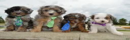 Mini Aussiedoodle dogs for sale: Mini Asher - Ad 19