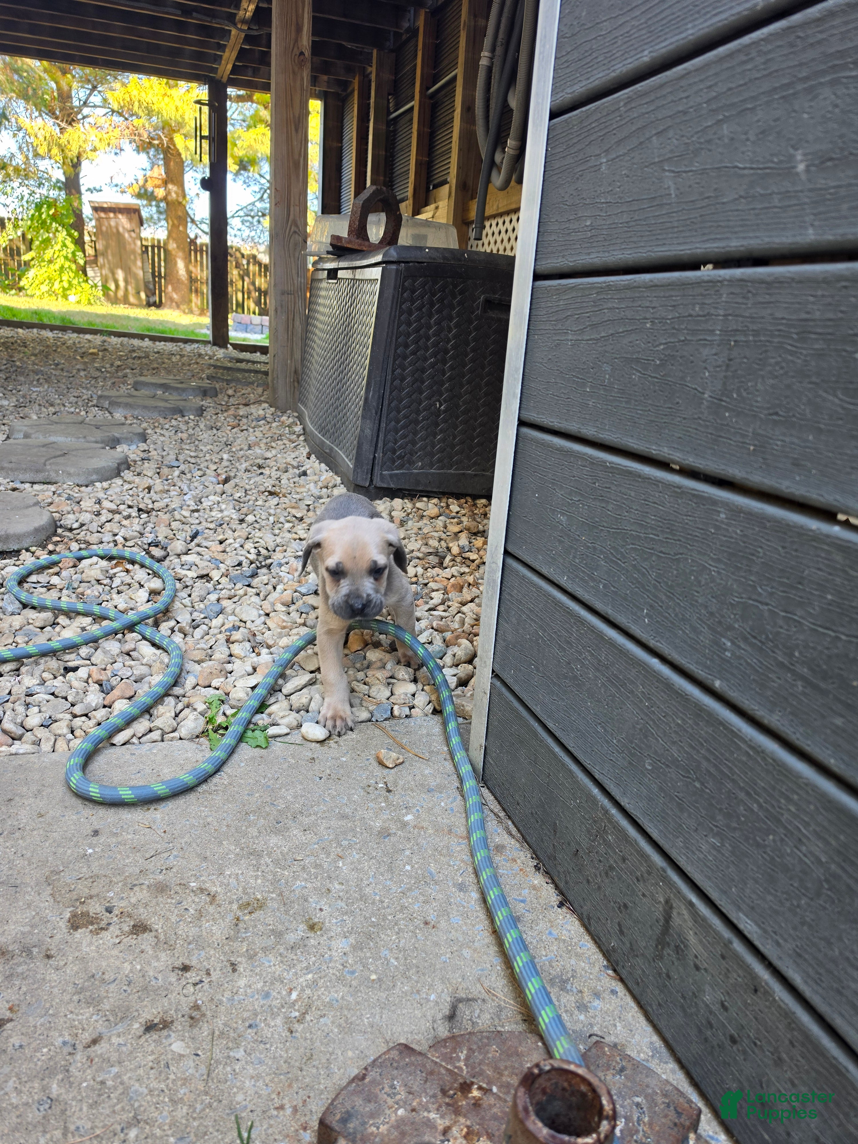 Cane Corso dogs for sale: Tank - Ad 2