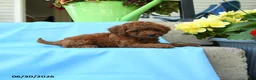 Toy Poodle dogs for sale: Fluffy - Ad 3