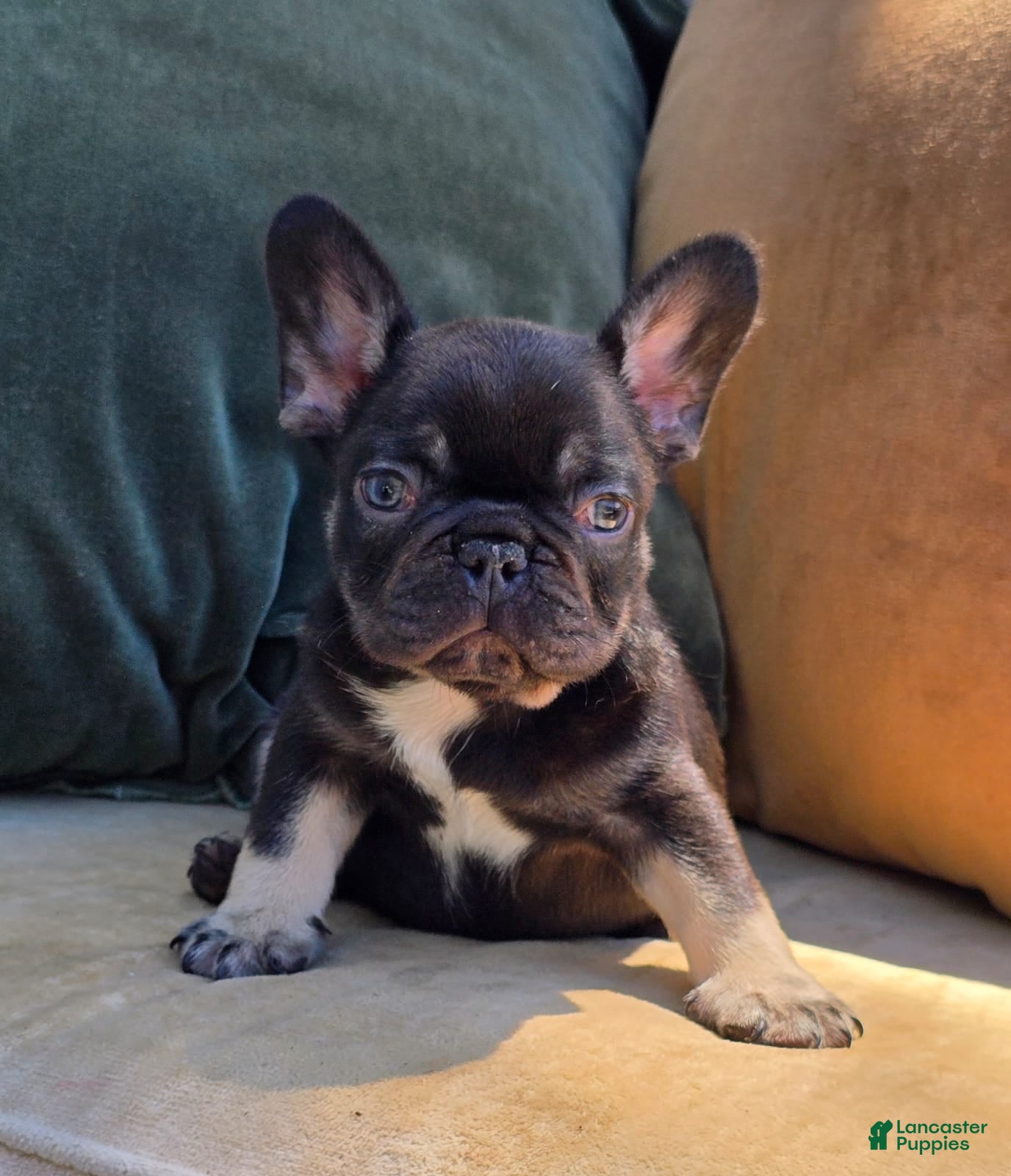 French Bulldog dogs Oscar - Ad 1