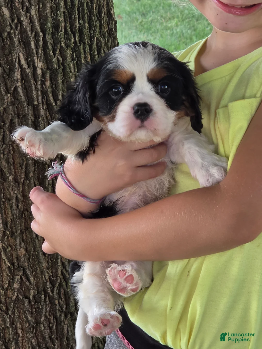 Cavalier King Charles Spaniel dogs for sale: Charles - Ad 1
