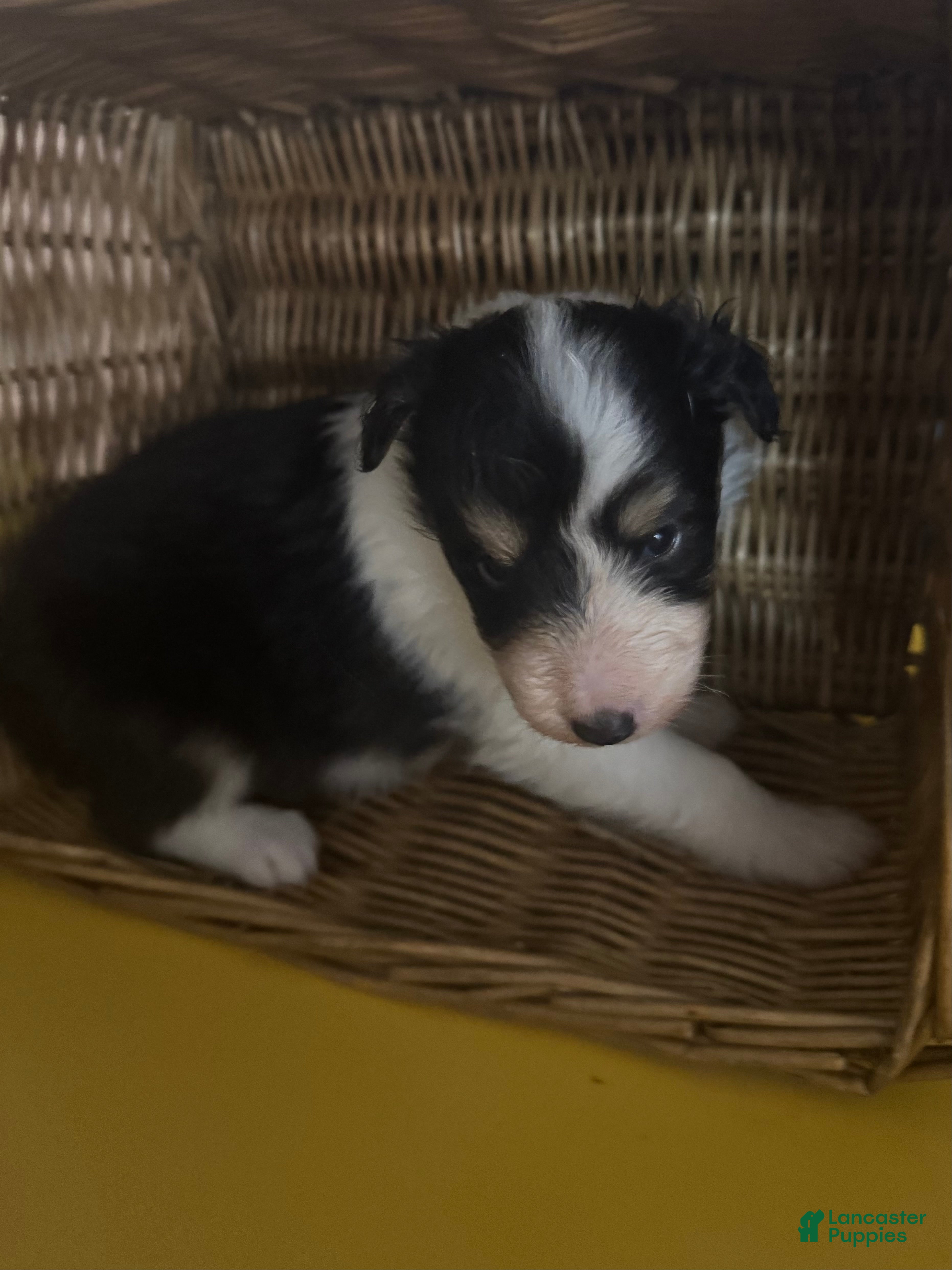 Shetland Sheepdog dogs Sunny - Ad 14