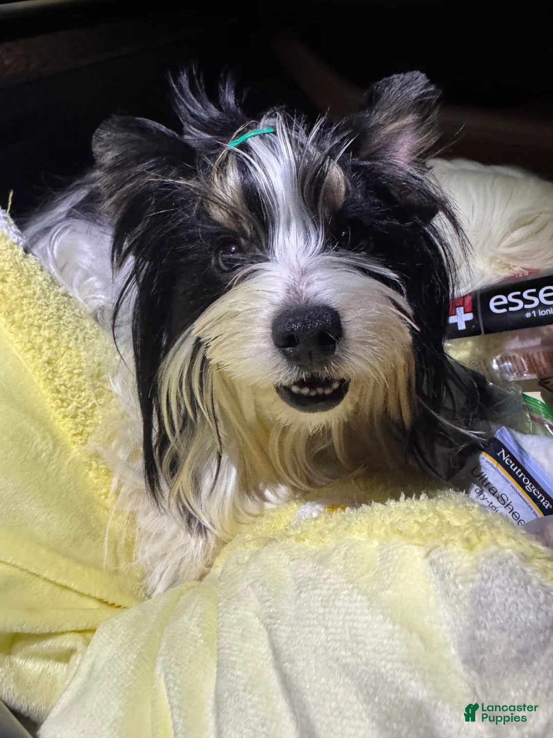 Yorkshire Terrier dogs for sale: Green - Ad 5