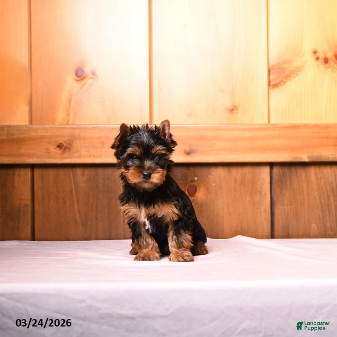 Yorkshire Terrier dogs for sale: Larry - Ad 5