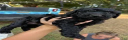 Standard Poodle dogs for sale: Standard Poodle(Coal) - Ad 1