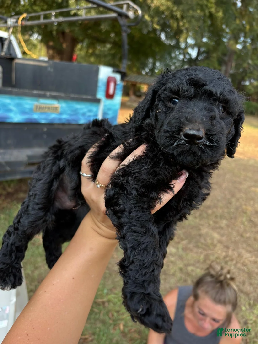 Standard Poodle dogs for sale: Standard Poodle(Coal) - Ad 1