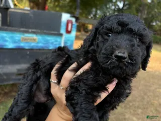 Standard Poodle dogs Standard Poodle(Coal) - Ad 32