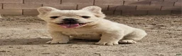 French Bulldog dogs for sale: French Bulldog Puppy 1 - Ad 11