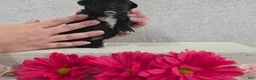 Shihpoo dogs for sale: Betsy - Ad 4