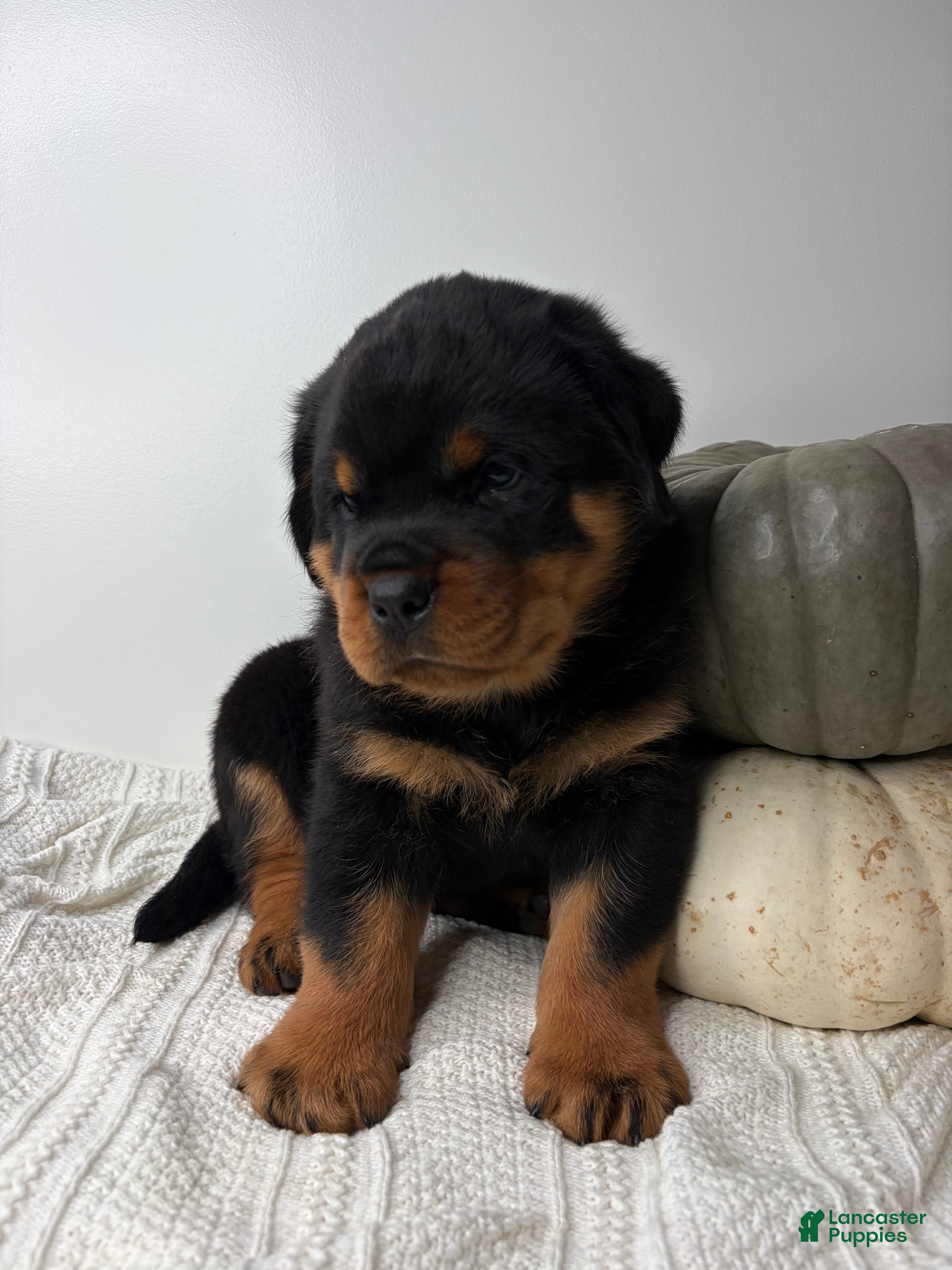 Rottweiler dogs Jose - Ad 1