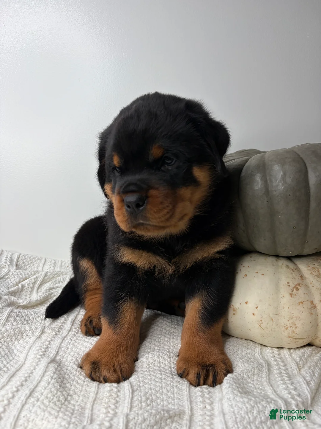Rottweiler dogs for sale: Jose - Ad 1