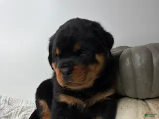 Rottweiler dogs Jose - Ad 1