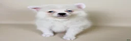 Pomeranian dogs for sale: Aspen - Ad 4