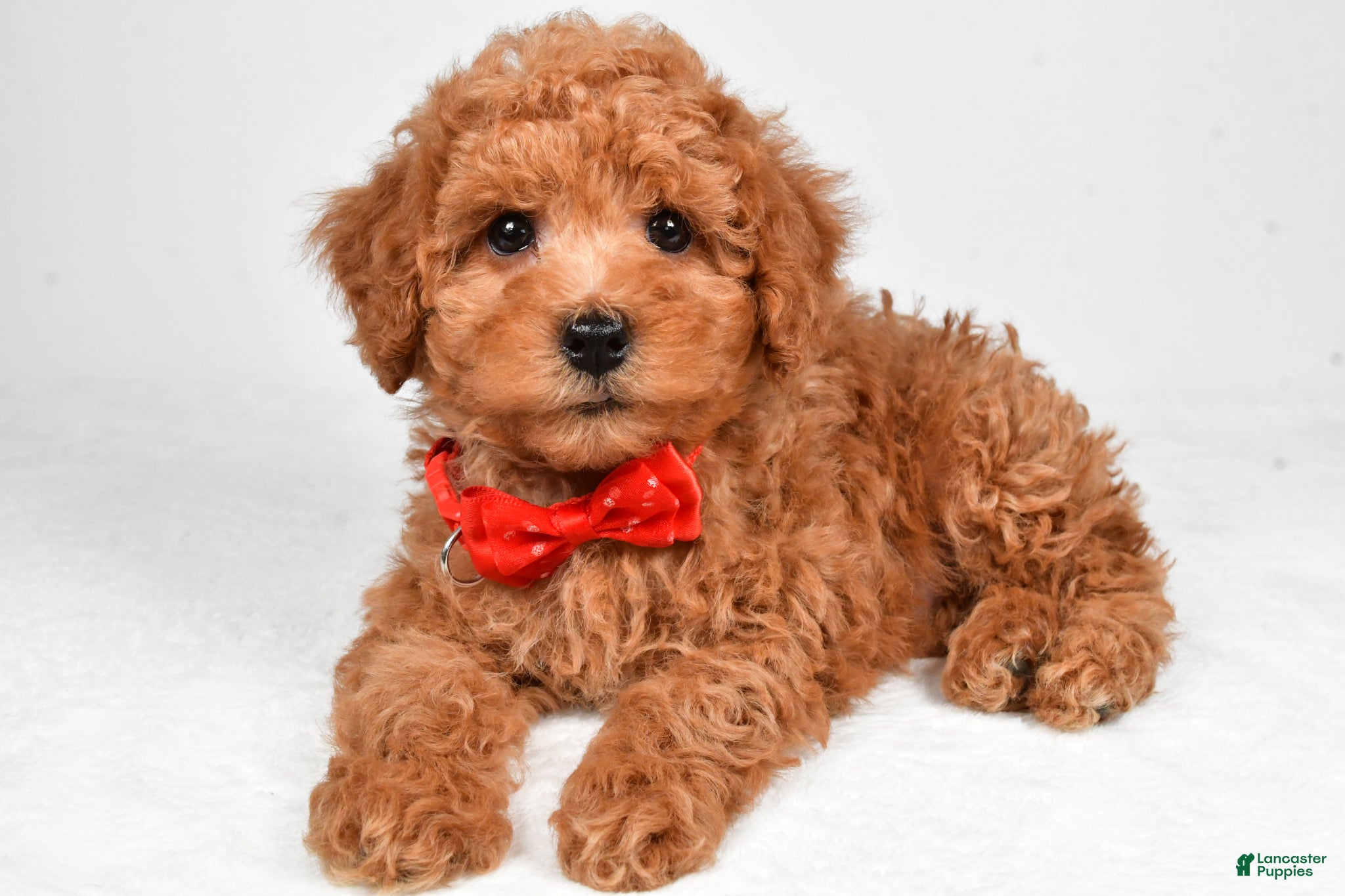 Miniature Poodle dogs Hudson - Ad 2