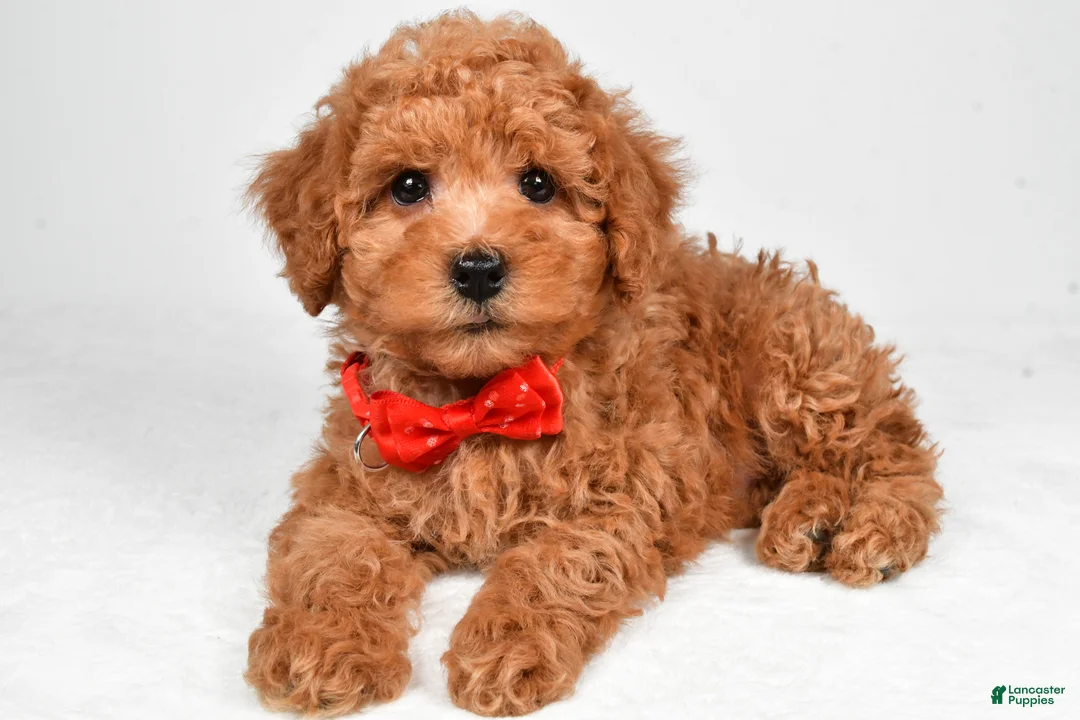 Miniature Poodle dogs for sale: Hudson - Ad 2
