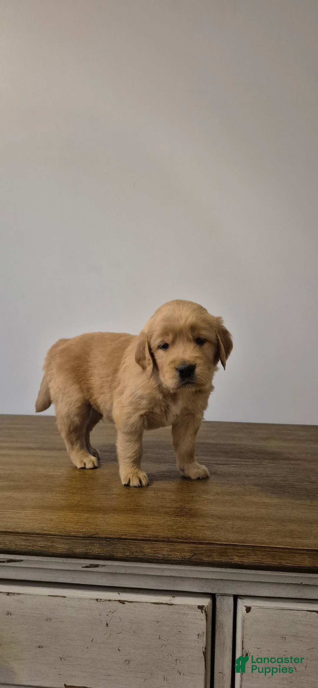 Golden Retriever dogs for sale: Hunter - Ad 2