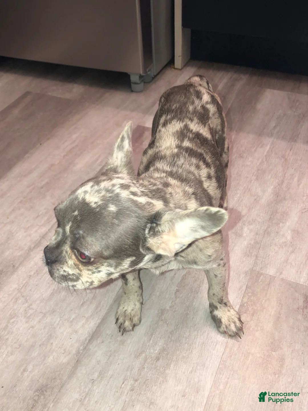 French Bulldog dogs for sale: Bella  - Ad 2