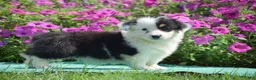 Welsh Corgi Pembroke dogs for sale: Jagger - Ad 7