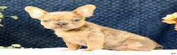 French Bulldog dogs for sale: Blaze - Ad 7